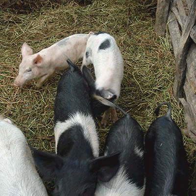 Studies of stress hormones in pigs kept under different management systems and during transport in Tanzania