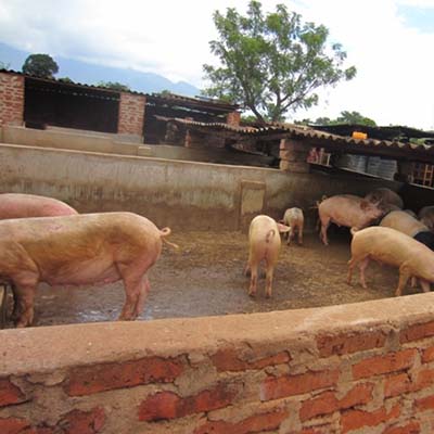 Evaluation of The Farmers’ Feeding Strategies on Growth Performance and Carcass Characteristics of Growing Pigs in Selected Areas of Morogoro Municipality